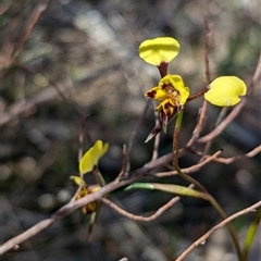 Diuris pardina at Boweya, VIC - suppressed