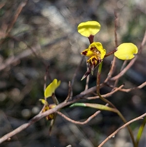 Diuris pardina at Boweya, VIC - 22 Sep 2024