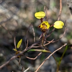 Diuris pardina at Boweya, VIC - suppressed