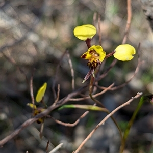 Diuris pardina at Boweya, VIC - 22 Sep 2024