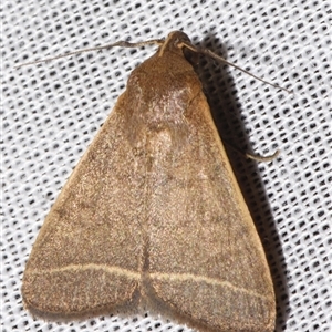 Simplicia caeneusalis at Sheldon, QLD - suppressed