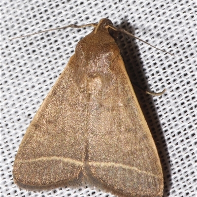 Simplicia caeneusalis (Herminiine moth) at Sheldon, QLD - 8 Mar 2024 by PJH123