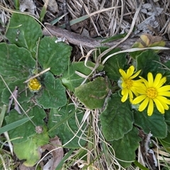 Cymbonotus sp. (preissianus or lawsonianus) (Bears Ears) at Cotter River, ACT - 11 Sep 2024 by Jek