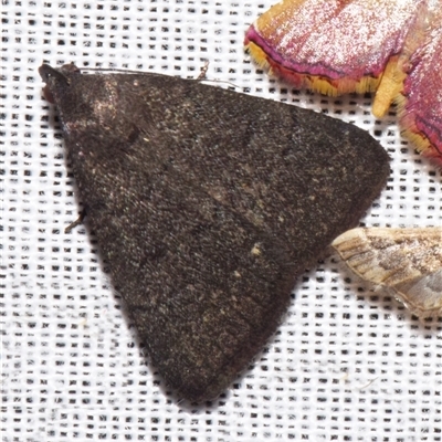 Nodaria cornicalis (Magas Fruit-borer) at Sheldon, QLD - 8 Mar 2024 by PJH123