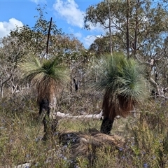 Xanthorrhoea glauca subsp. angustifolia (Grey Grass-tree) at Boweya, VIC - 22 Sep 2024 by Darcy