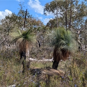 Xanthorrhoea glauca subsp. angustifolia at Boweya, VIC - 22 Sep 2024