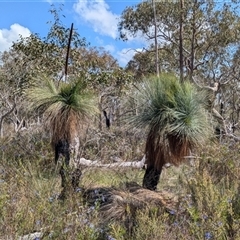 Xanthorrhoea glauca subsp. angustifolia at Boweya, VIC - 22 Sep 2024