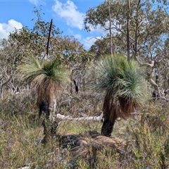 Xanthorrhoea glauca subsp. angustifolia at Boweya, VIC - 22 Sep 2024