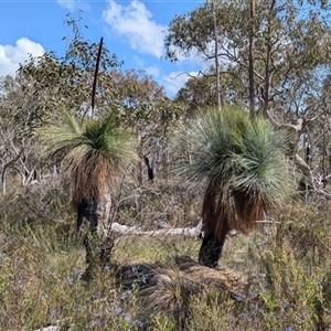 Xanthorrhoea glauca subsp. angustifolia at Boweya, VIC - suppressed