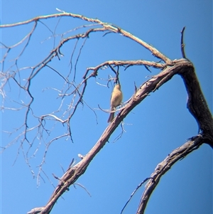 Ptilotula fusca (Fuscous Honeyeater) at Killawarra, VIC by Darcy