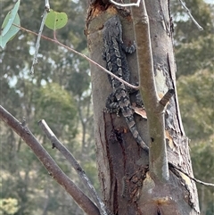 Amphibolurus muricatus at Bonner, ACT - 24 Sep 2024