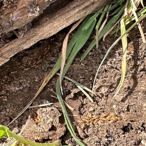 Nasutitermes sp. (genus) at Bonner, ACT - suppressed