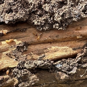 Nasutitermes sp. (genus) at Bonner, ACT - suppressed