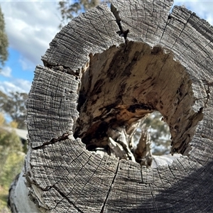 Nasutitermes sp. (genus) at Bonner, ACT - suppressed