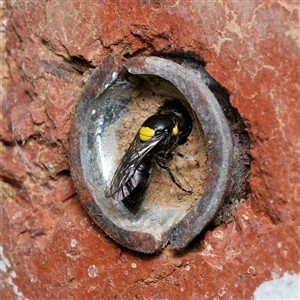 Hylaeus (Hylaeorhiza) nubilosus at Downer, ACT - 25 Sep 2024