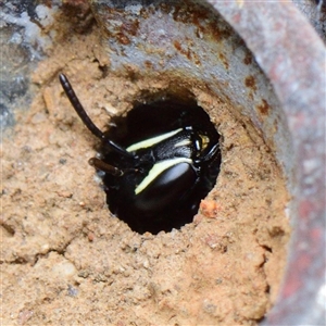 Hylaeus (Hylaeorhiza) nubilosus at Downer, ACT - 25 Sep 2024