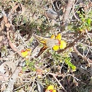 Trapezites phigalia at Yass River, NSW - 24 Sep 2024