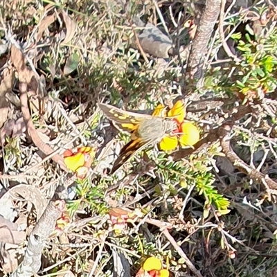 Trapezites phigalioides at Yass River, NSW - 24 Sep 2024 by SenexRugosus