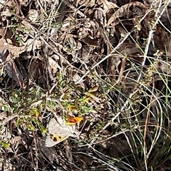 Trapezites phigalia at Yass River, NSW - 24 Sep 2024