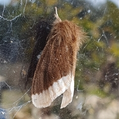 Euproctis baliolalis (Browntail Gum Moth) at Yass River, NSW - 24 Sep 2024 by SenexRugosus