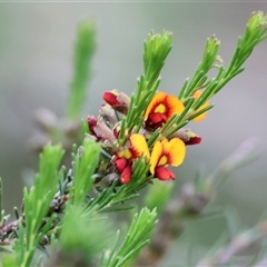 Dillwynia sericea (Egg And Bacon Peas) at Wodonga, VIC - 22 Sep 2024 by KylieWaldon