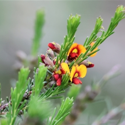 Dillwynia sericea at Wodonga, VIC - 21 Sep 2024 by KylieWaldon