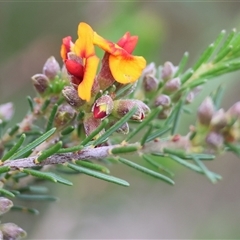 Dillwynia sericea at Wodonga, VIC - 22 Sep 2024 08:51 AM
