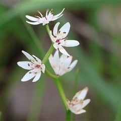 Wurmbea dioica subsp. dioica (Early Nancy) at Wodonga, VIC - 21 Sep 2024 by KylieWaldon