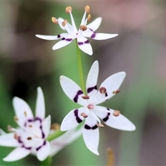 Wurmbea dioica subsp. dioica at Wodonga, VIC - 22 Sep 2024