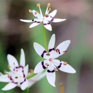 Wurmbea dioica subsp. dioica at Wodonga, VIC - 22 Sep 2024