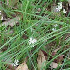 Wurmbea dioica subsp. dioica at Wodonga, VIC - 22 Sep 2024