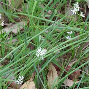 Wurmbea dioica subsp. dioica at Wodonga, VIC - 22 Sep 2024