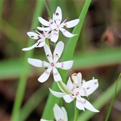 Wurmbea dioica subsp. dioica at Wodonga, VIC - 22 Sep 2024