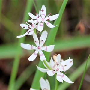 Wurmbea dioica subsp. dioica at Wodonga, VIC - 22 Sep 2024