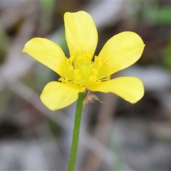 Ranunculus sp. at Wodonga, VIC - 22 Sep 2024 by KylieWaldon