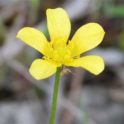 Ranunculus sp. at Wodonga, VIC - 22 Sep 2024 by KylieWaldon