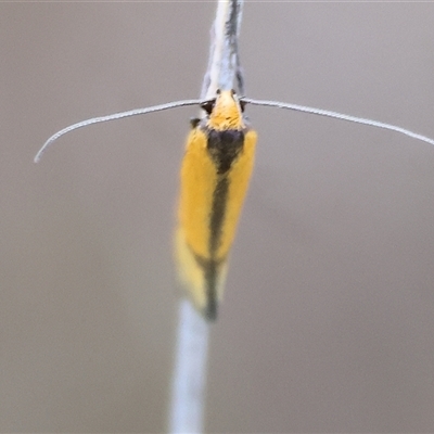 Philobota undescribed species near arabella at Wodonga, VIC - 21 Sep 2024 by KylieWaldon