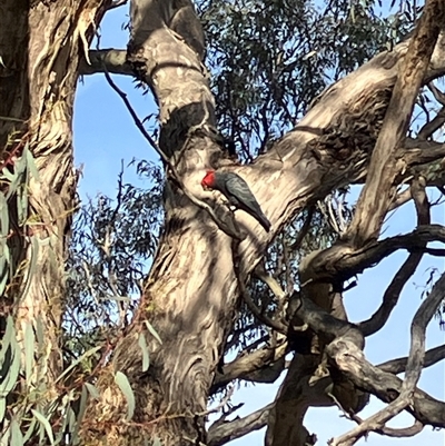 Callocephalon fimbriatum (Gang-gang Cockatoo) at Hall, ACT - 24 Sep 2024 by strigo