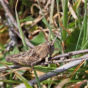 Perunga ochracea at Whitlam, ACT - 24 Sep 2024