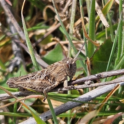 Perunga ochracea (Perunga grasshopper, Cross-dressing Grasshopper) at Whitlam, ACT - 24 Sep 2024 by SteveBorkowskis