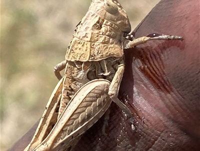 Perunga ochracea (Perunga grasshopper, Cross-dressing Grasshopper) at Ngunnawal, ACT - 24 Sep 2024 by SteveBorkowskis