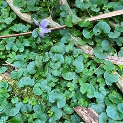 Viola sp. at Bagotville, NSW - 24 Sep 2024 by Bagotville