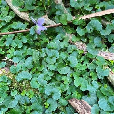 Viola sp. at Bagotville, NSW - 24 Sep 2024 by Bagotville