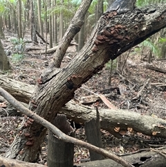 Unverified Fungus at Bagotville, NSW - 24 Sep 2024 by Bagotville