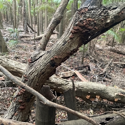 Unverified Fungus at Bagotville, NSW - 24 Sep 2024 by Bagotville