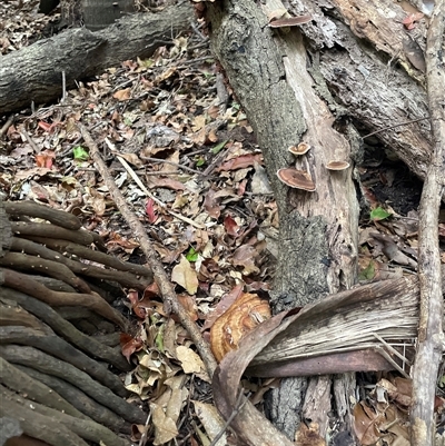 Unverified Fungus at Bagotville, NSW - 24 Sep 2024 by Bagotville