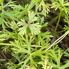 Unverified Plant at Bagotville, NSW - 24 Sep 2024 by Bagotville