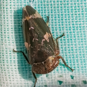 Eurymeloides adspersa at Googong, NSW - 24 Sep 2024