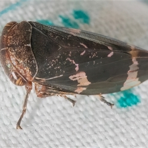 Eurymeloides adspersa at Googong, NSW - 24 Sep 2024