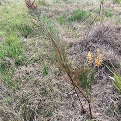 Acacia boormanii (Snowy River Wattle) at Belconnen, ACT - 23 Sep 2024 by JohnGiacon